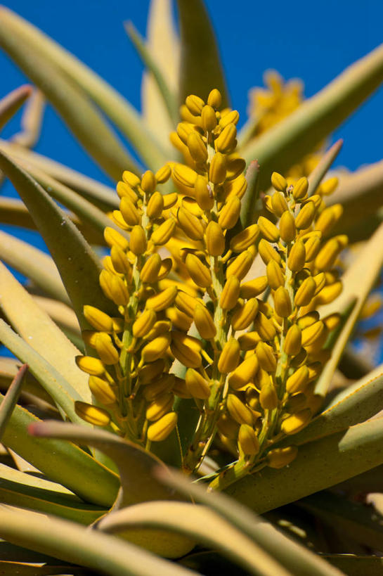 无人,竖图,室外,特写,白天,芦荟,纳米比亚,花,黄色,天空,摄影,脆弱,清新,罗帷草,讷会,奴会,象鼻莲,象胆,彩图,油葱