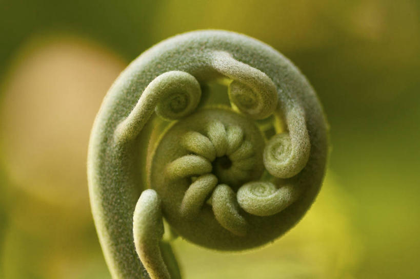 无人,横图,室外,特写,叶子,秘鲁,绿色背景,花纹,环绕,缠绕,首都,蕨菜,一个,自然,摄影,单个,蕨类,脆弱,清新,纠缠,螺线,复叶,设计,彩图,卷须