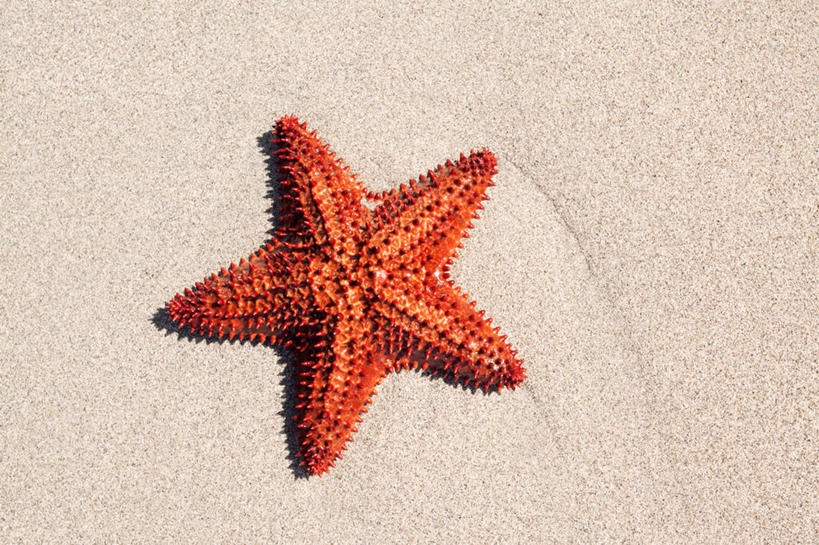 无人,横图,俯视,室外,特写,白天,海星,加勒比海,沙子,自然,星形,大西洋,摄影,马提尼克岛,海滩,彩图,高角度拍摄,法国海外领土