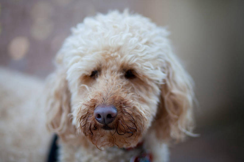 无人,站,横图,室外,特写,白天,纯洁,宠物,狗,美国,家畜,可爱,童年,童趣,摄影,肖像,拉布拉多犬,童真,烂漫,无邪,天真,彩图