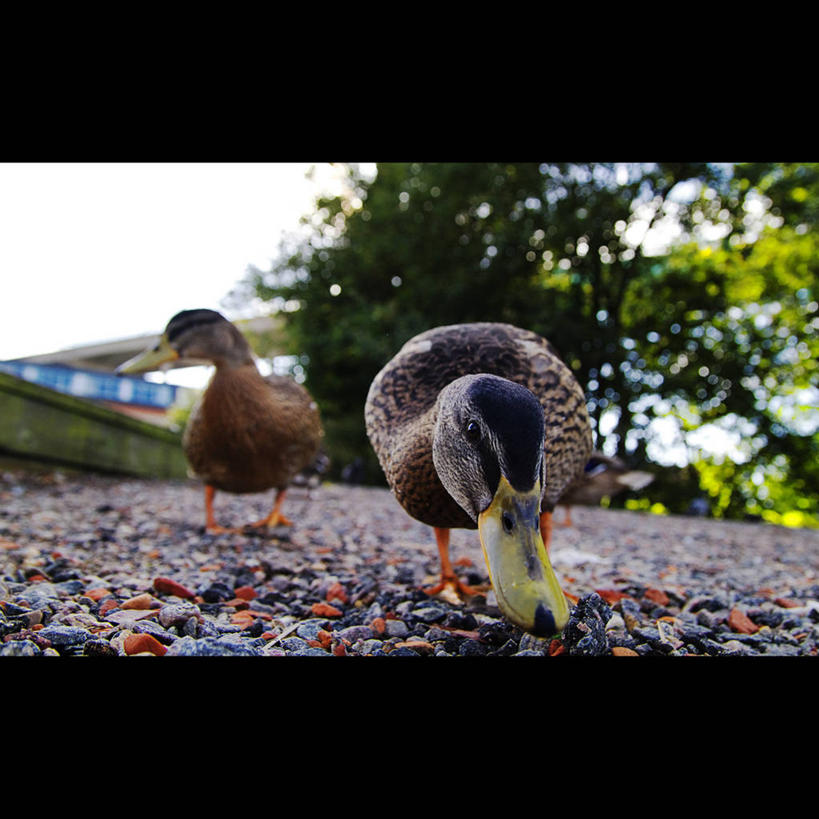 无人,方图,室外,特写,白天,路,野生动物,瑞典,鸭子,树,天空,动物,两只,摄影,步行,彩图