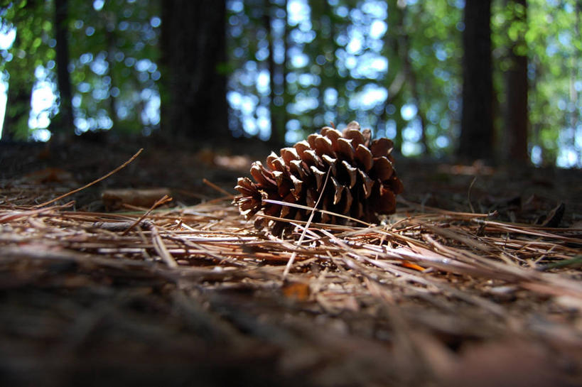 无人,横图,室外,特写,白天,森林,美国,稻草,松果,自然,摄影,宁静,彩图,单行道