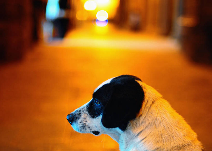 无人,横图,室内,特写,侧面,宠物,狗,秘鲁,动物,家畜,南美,摄影,部分,南美洲,拉丁美洲,美洲,秘鲁共和国,库斯科,首府,亚美利加洲,南亚美利加洲,玉米之仓,库斯科省,武器广场,彩图,库斯科大区