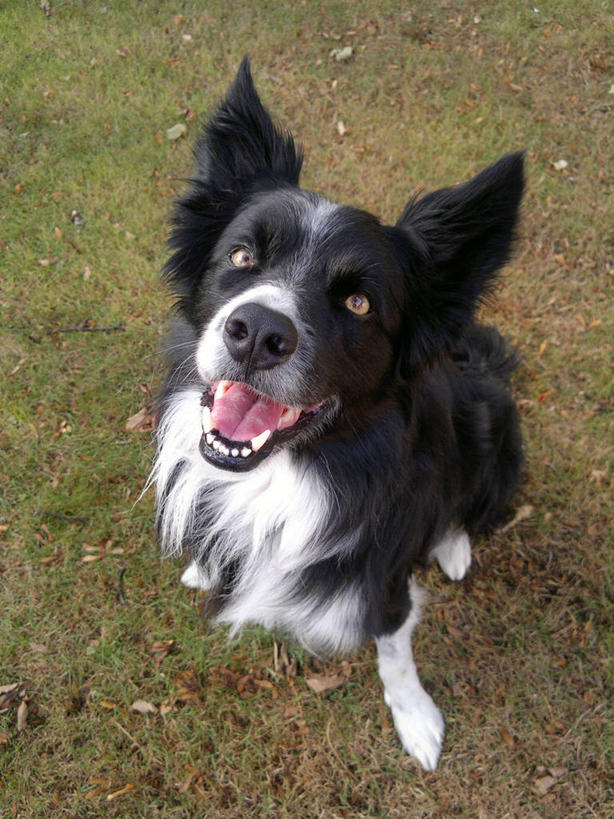 无人,竖图,俯视,室外,白天,草坪,宠物,狗,英国,草,动物,家畜,摄影,边境牧羊犬,彩图,高角度拍摄