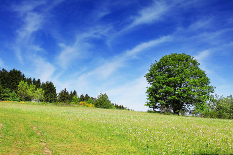 无人,横图,室外,白天,旅游,度假,草地,美景,德国,景观,娱乐,草,树,绿色,自然,享受,休闲,景色,放松,摄影,宁静,自然风光,卷云,彩图