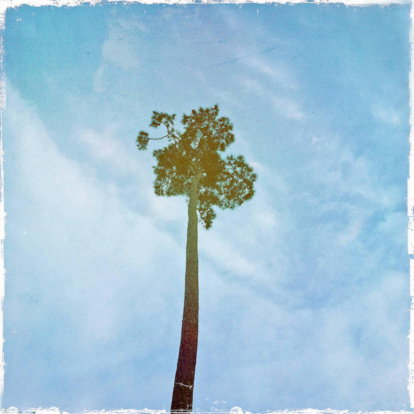 无人,方图,室外,白天,松树,美国,纹路,纹理,云,天空,自然,摄影,北美,北美洲,美洲,肌理,南卡罗来纳州,北亚美利加洲,亚美利加洲,南卡罗来纳,扇榈之州,矮棕榈之州,彩图,美利坚合众国,独处