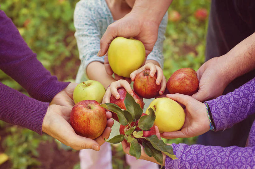 手,四个人,横图,室外,白天,苹果,叶子,美国,拿着,饮食,摄影,部分,清新,健康食物,俄勒冈州,彩图