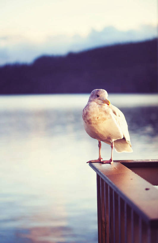 无人,栏杆,竖图,室外,白天,水,海鸥,野生动物,美国,云,冬天,摄影,汤森德港,彩图