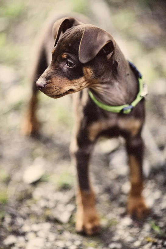 无人,站,竖图,室外,白天,宠物,狗,日光,加拿大,小狗,动物,家畜,摄影,省立公园,彩图,宠物项圈