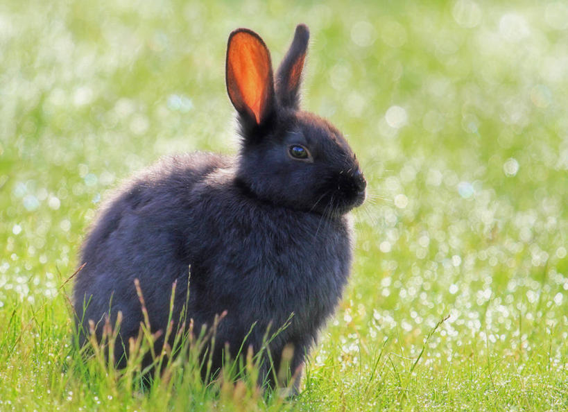 无人,坐,横图,室外,白天,宠物,加拿大,草,家畜,摄影,潮湿,家兔,湿润,三角洲,彩图