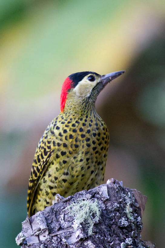 无人,竖图,室外,特写,白天,野生动物,巴西,鸟类,树桩,向上看,摄影,栖息,喙,米纳斯吉拉斯州,彩图