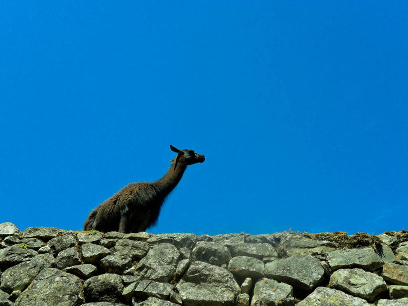 无人,横图,室外,白天,仰视,野生动物,秘鲁,石墙,骆驼,动物,家畜,南美,可爱,摄影,活泼,南美洲,拉丁美洲,羊驼,美洲,万里无云,秘鲁共和国,马丘比丘,库斯科,首府,沙漠之舟,亚美利加洲,南亚美利加洲,玉米之仓,驼羊,美洲驼,库斯科省,彩图,低角度拍摄,库斯科大区