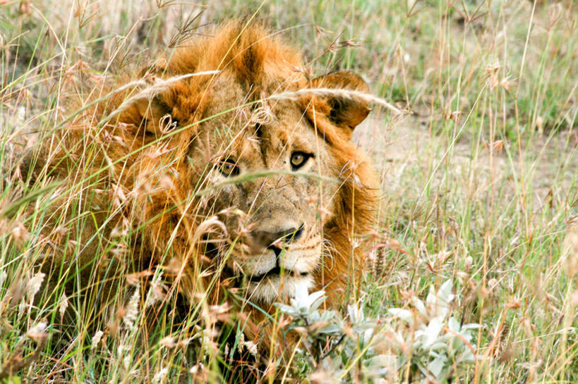 无人,横图,室外,白天,野生动物,狮子,肯尼亚,捕食,自然,摄影,部分,隐藏,机敏,彩图,雨林,好奇心