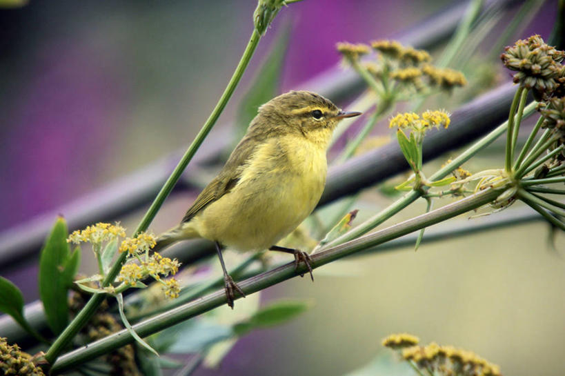 无人,横图,室外,白天,野生动物,英国,鸟类,枝,小鸟,花,黄色,自然,动物,摄影,栖息,柳莺,阿伯丁,彩图