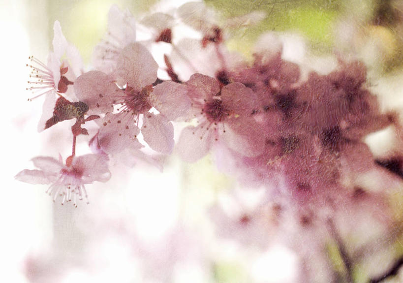 无人,横图,室外,特写,白天,美国,纹路,纹理,花,花朵,粉色,春天,摄影,脆弱,清新,加利福尼亚,肌理,彩图,圣玛丽亚