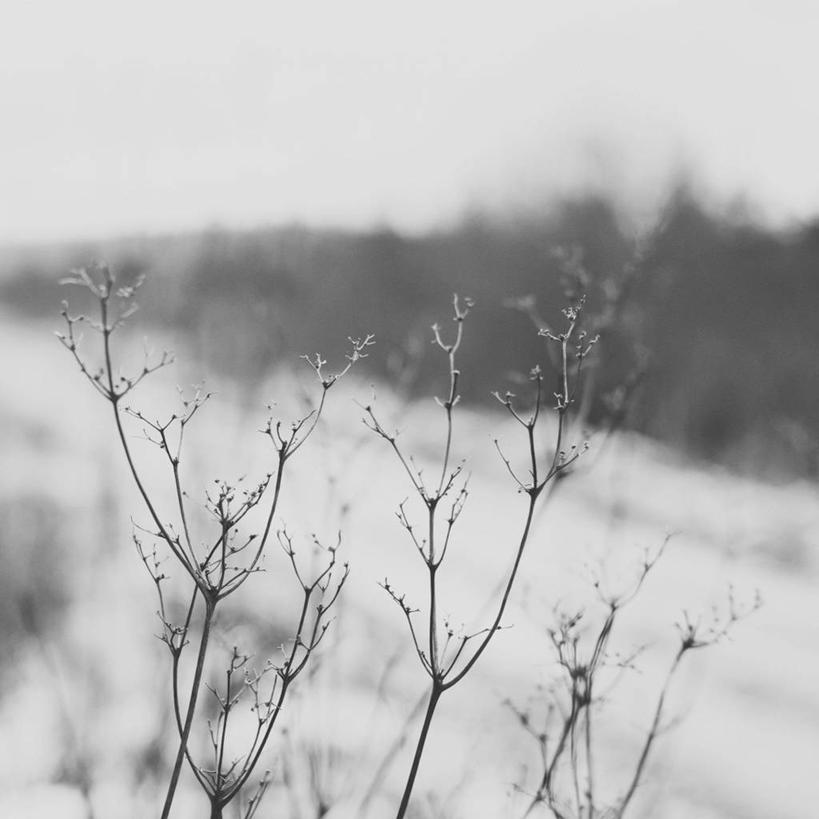 无人,方图,黑白,室外,白天,英国,枝,霜,自然,寒冷,摄影