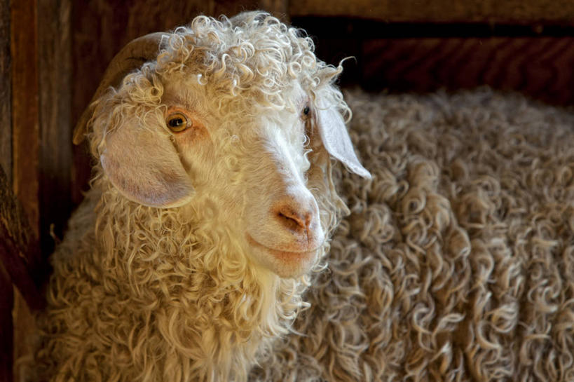 无人,横图,室内,特写,白天,美国,动物,家畜,摄影,牲畜,部分,肖像,缅因州,不伦瑞克,山羊,彩图