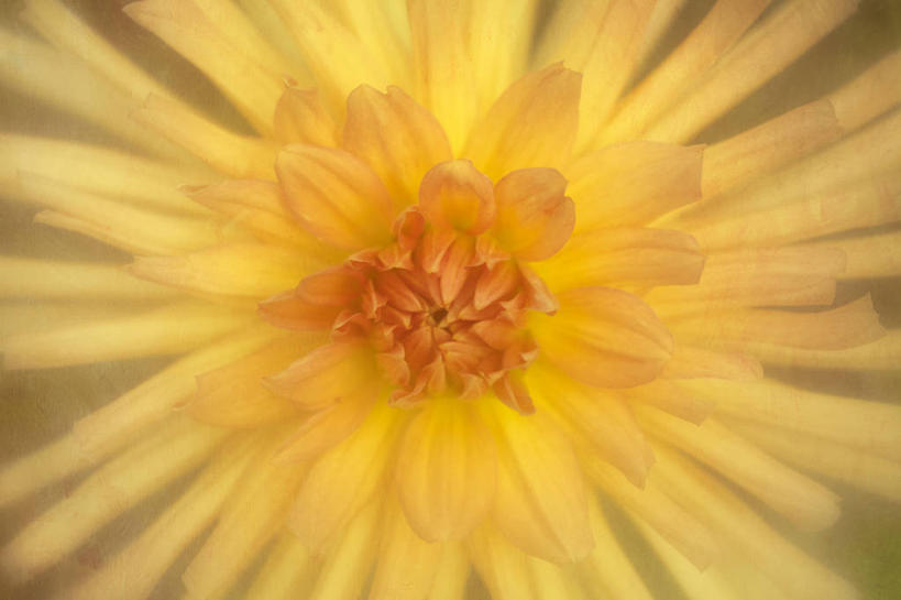 无人,横图,特写,感激,美国,新鲜,盛开,大丽花,花蕾,花,花瓣,花朵,鲜花,一朵,花苞,花蕊,橙色,菊花,摄影,大理花,脆弱,天竺牡丹,清新,缅因州,大丽菊,吉利,新意,富丽,大方,新颖,彩图,背叛,地瓜花,东洋菊