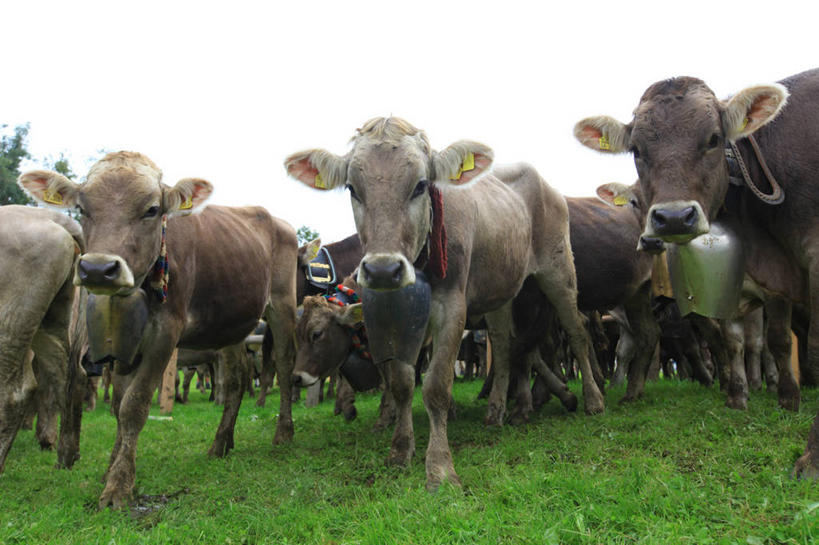 无人,横图,室外,白天,德国,一群,许多,很多,草,天空,动物,家畜,摄影,牲畜,母牛,巴伐利亚,牛铃,步行,彩图,家牛