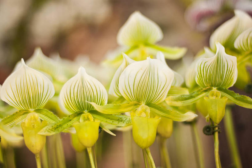 无人,横图,室外,特写,白天,台湾,花,自然,摄影,生长,脆弱,清新,兰花,彩图