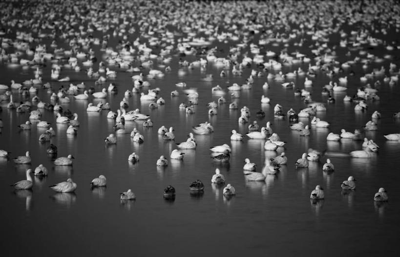 无人,横图,俯视,黑白,室外,夜晚,湖,鹅,野生动物,土耳其,美国,亚洲,一群,许多,丰富,鸟类,很多,摄影,雪雁,西亚,首府,特拉华,士麦那,伊兹密尔,伊兹密尔省,高角度拍摄,土耳其共和国,士麦拿,士每拿,爱琴海地区