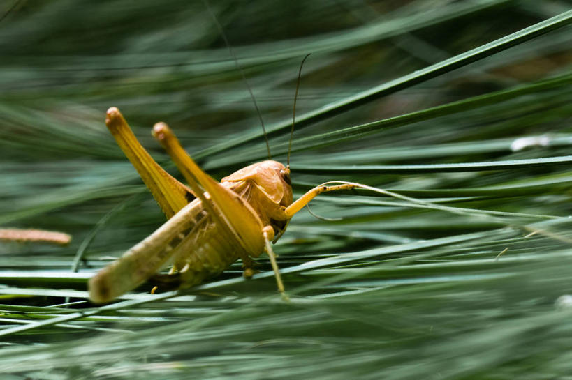 无人,横图,室外,白天,野生动物,西班牙,昆虫,蚱蜢,草,绿色,摄影,彩图