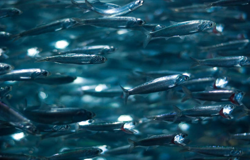 游泳,无人,横图,水下,海洋,美国,一群,许多,鱼群,很多,鱼类,摄影,彩图