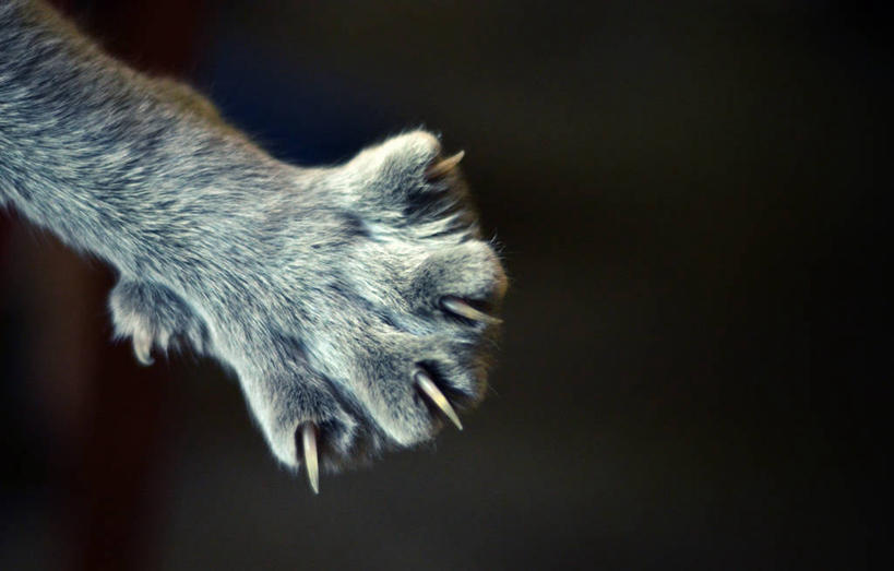 无人,横图,特写,猫,乌拉圭,黑色背景,爪子,首都,家畜,摄影,爪,蒙得维的亚,彩图,影棚拍摄