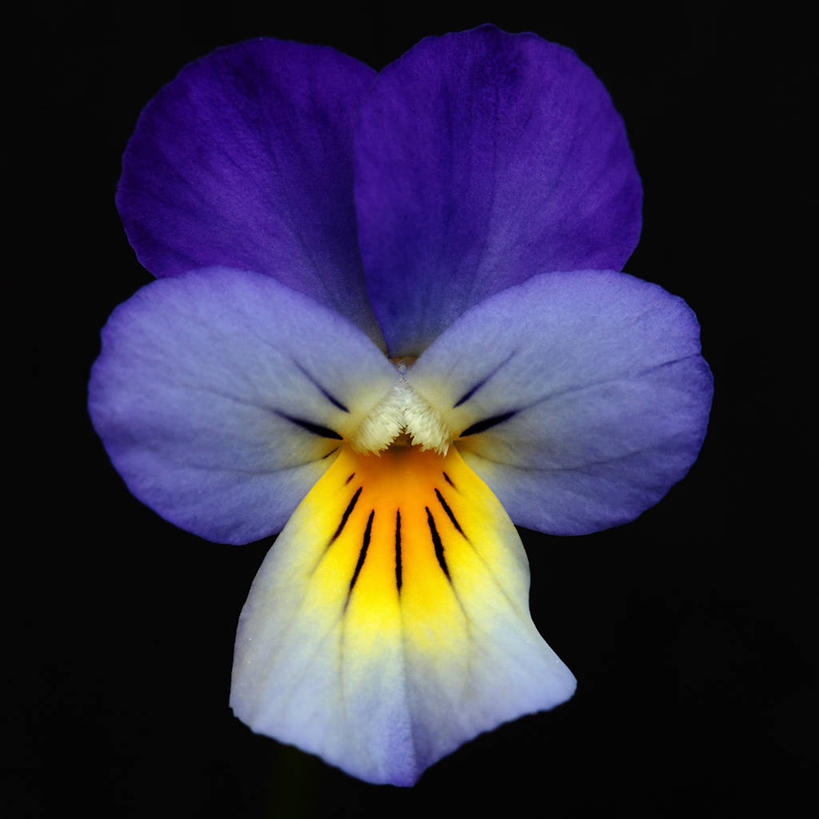 无人,方图,特写,德国,黑色背景,盛开,三色堇,花蕾,花,花瓣,花朵,鲜花,花苞,花蕊,摄影,脆弱,清新,法兰克福,彩图,影棚拍摄