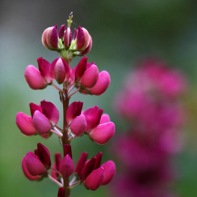 无人,方图,室外,特写,白天,德国,花,花朵,红色,摄影,脆弱,清新,白羽扇豆,法兰克福,彩图