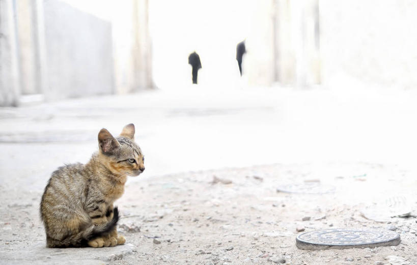 无人,坐,横图,室外,白天,侧面,路,宠物,猫,日光,摩洛哥,动物,家畜,摄影,索维拉城,彩图