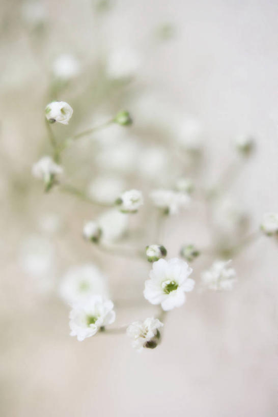 无人,竖图,室外,白天,微距,美国,花,绿色,白色,自然,摄影,脆弱,清新,肯塔基州,彩图