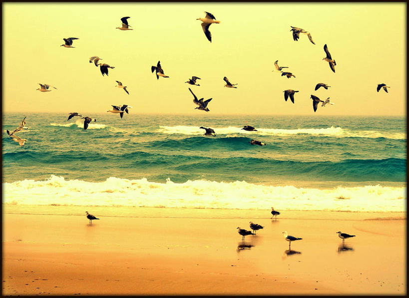 无人,横图,室外,白天,海浪,海洋,美景,海鸥,野生动物,葡萄牙,一群,许多,鸟类,景观,很多,半空,飞,自然,波浪,景色,摄影,自然风光,海滩,彩图,莱里亚