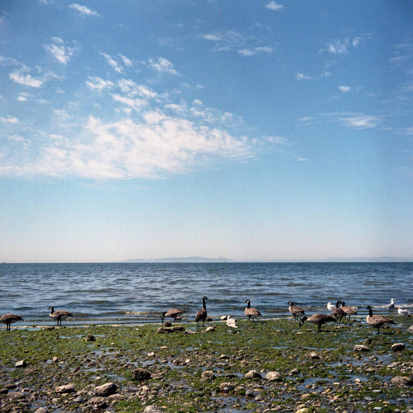 无人,方图,室外,白天,海洋,鹅,野生动物,加拿大,一群,许多,鸟类,水平线,云,很多,天空,摄影,加拿大黑雁,海滩,彩图,白石