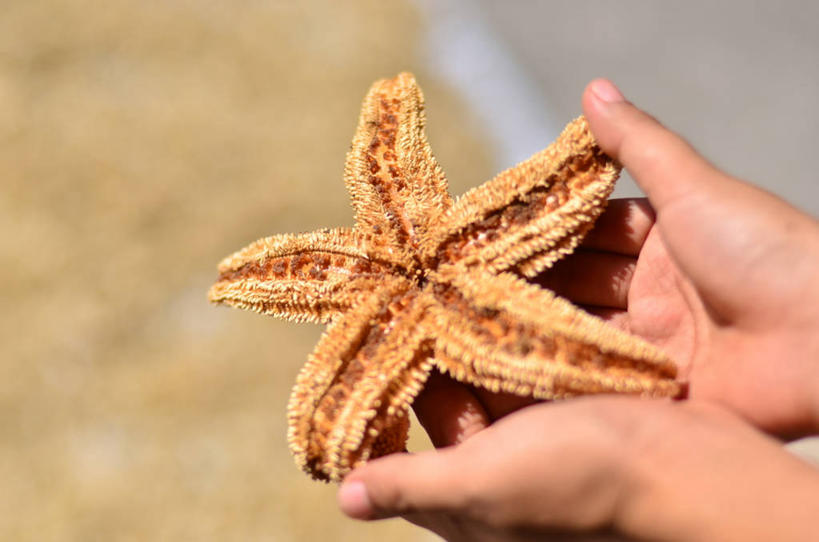 手,一个人,横图,室外,特写,白天,海星,拿着,星形,探索,摄影,部分,广东省,海滩,捧着,彩图