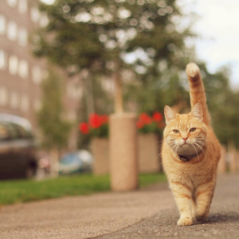 无人,方图,室外,白天,城市,宠物,猫,挪威,尾巴,首都,树,动物,家畜,可爱,摄影,肖像,猫咪,奥斯陆,步行,彩图