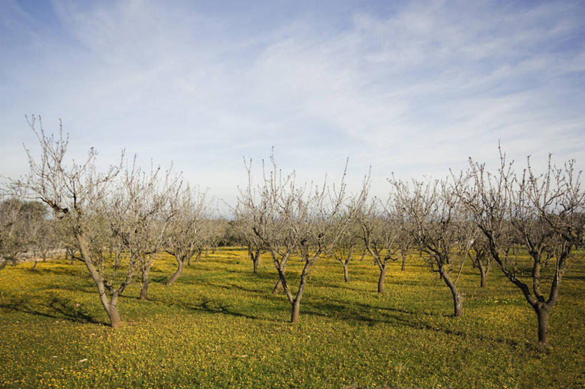 无人,横图,室外,白天,农业,植物,意大利,田地,云,果树,树,树木,绿色,天空,自然,摄影,生长,成长,宁静,种植园,杏树,彩图