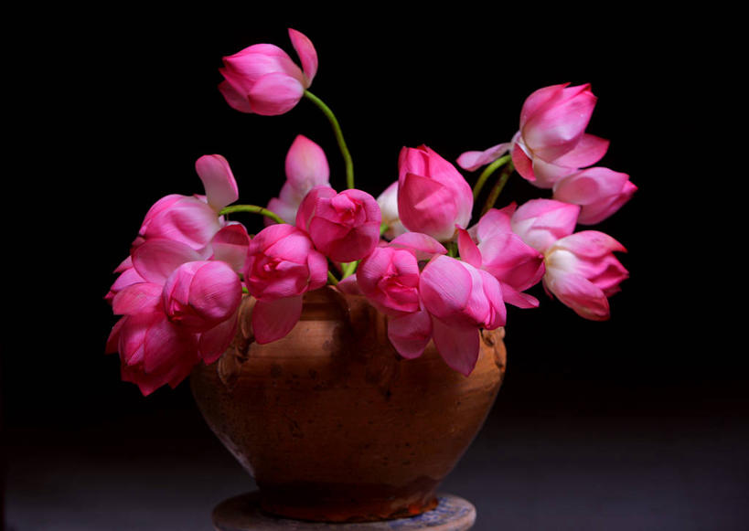 无人,横图,莲花,花瓶,越南,黑色背景,首都,花,摄影,脆弱,清新,河内,彩图,影棚拍摄