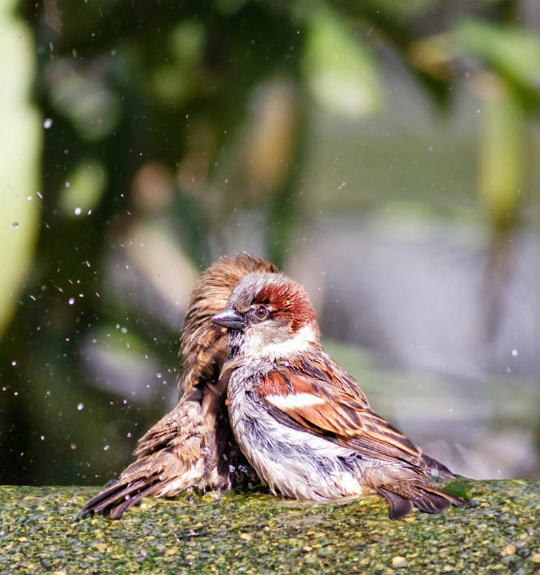 无人,竖图,室外,特写,白天,水,喷泉,野生动物,美国,湿,溅,鸟类,首都,动物,两只,摄影,华盛顿特区,洗涤,彩图,家麻雀