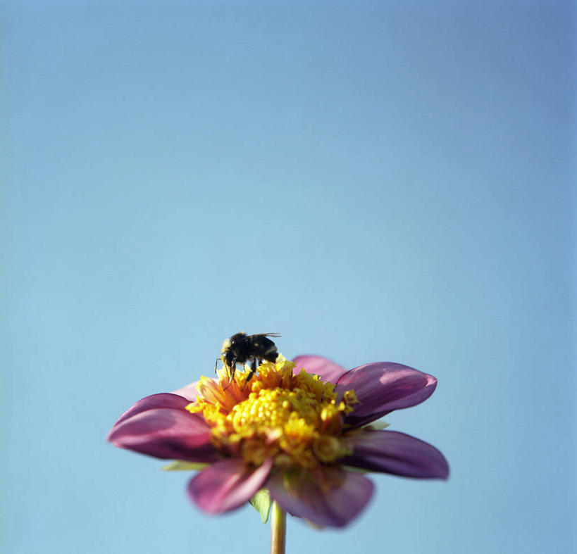 无人,横图,室外,特写,白天,留白,感激,野生动物,蜜蜂,美国,新鲜,盛开,大丽花,茎,花蕾,花,花瓣,花朵,鲜花,一朵,动物,花苞,花蕊,菊花,摄影,大理花,脆弱,天竺牡丹,雄蕊,俄勒冈州,授粉,大丽菊,万里无云,吉利,新意,富丽,大方,新颖,彩图,背叛,地瓜花,东洋菊