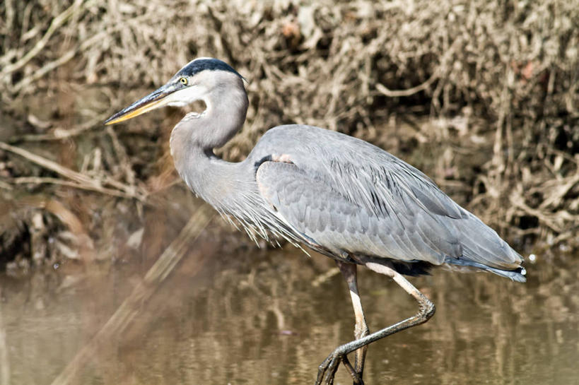 无人,横图,室外,特写,白天,野生动物,美国,反射,鸟类,首都,摄影,沼泽,大蓝苍鹭,华盛顿特区,彩图