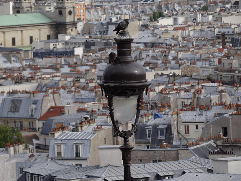 无人,横图,室外,白天,城市,建筑,路灯,法国,巴黎,鸟类,房屋,首都,摄影,电,法国文化,蒙马特区,彩图