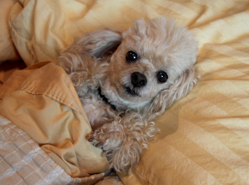 无人,横图,室内,床,卧室,宠物,美国,毯子,贵宾犬,家畜,摄影,茶色,加利福尼亚,肖像,彩图