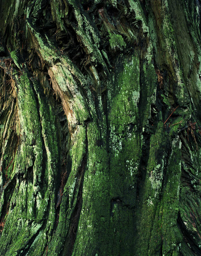 无人,竖图,室外,特写,白天,美国,苔藓,树,树干,自然,摄影,宁静,加利福尼亚,彩图,新月城