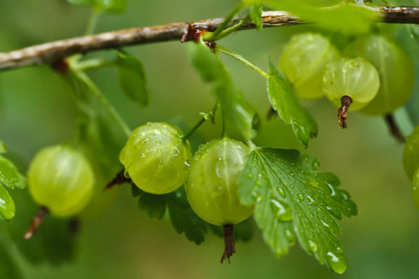 无人,横图,室外,特写,白天,水,雨,水果,叶子,加拿大,水滴,枝,饮食,绿色,摄影,有机食品,生长,脆弱,清新,健康食物,新斯科舍,哈利法克斯,醋栗,彩图