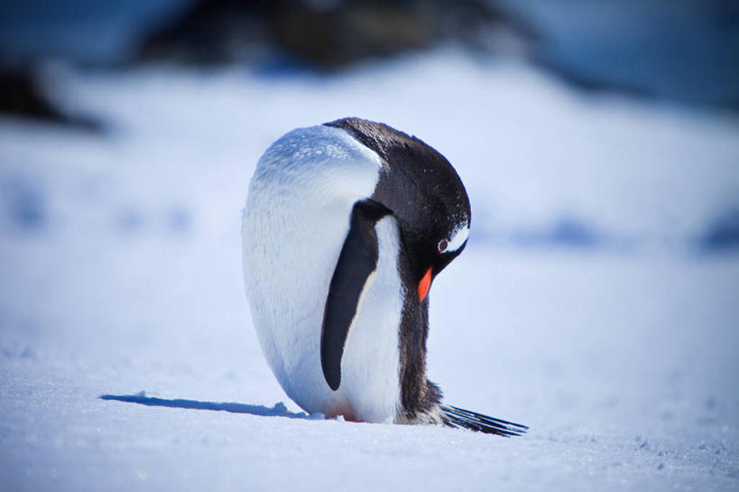 无人,横图,室外,特写,白天,雪,野生动物,阴影,冬天,寒冷,摄影,南极洲,巴布亚企鹅,半月岛,彩图