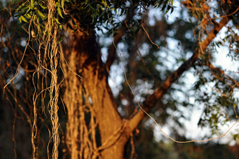 无人,横图,室外,特写,白天,日光,塞内加尔,枝,树,自然,摄影,生长,宁静,早晨,彩图