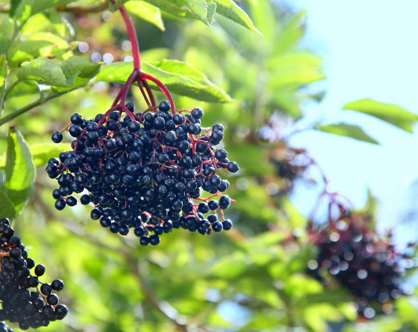 无人,横图,室外,特写,白天,浆果,英国,茎,串,树,摄影,生长,清新,威尔士,彩图