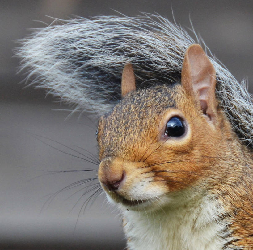 无人,横图,室外,特写,白天,野生动物,英国,欧洲,英格兰,动物,松鼠,摄影,西欧,大不列颠,多塞特郡,大不列颠及北爱尔兰联合王国,大不列颠及爱尔兰联合王国,英吉利,多塞特,伯恩茅斯,彩图,行政区,西南英格兰,大不列颠王国,大英帝国,联合王国,日不落帝国