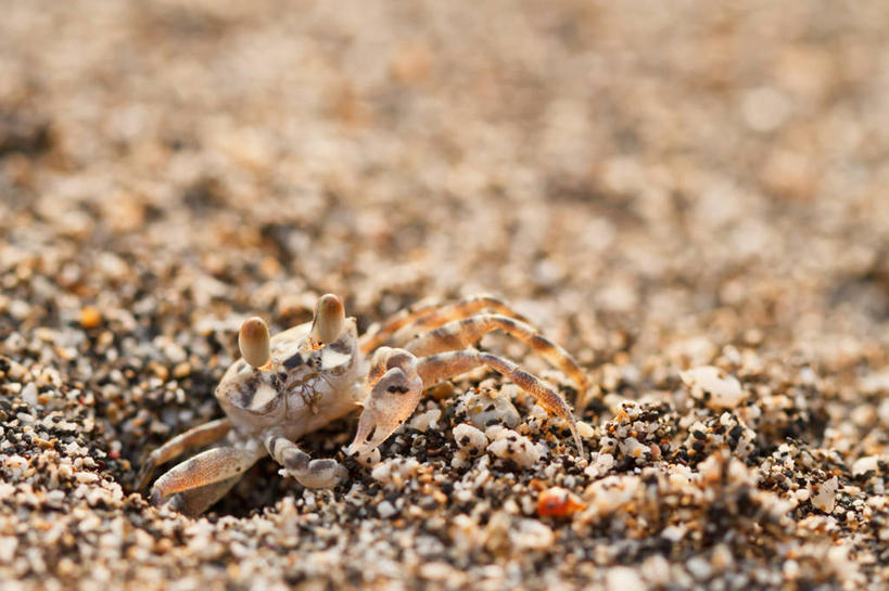 无人,横图,室外,特写,白天,美国,螃蟹,沙子,摄影,夏威夷群岛,比格岛,太平洋岛屿,海滩,彩图